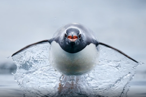 What You Need to Know About Wildlife Photography