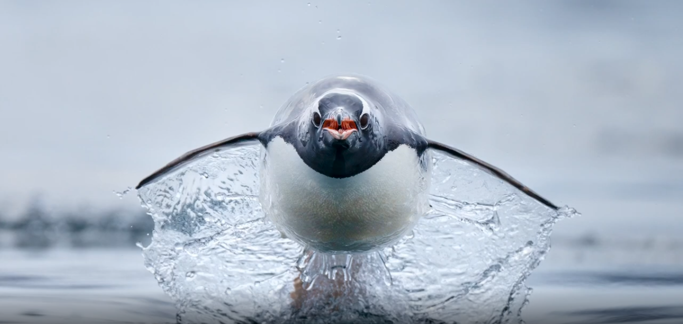 Penguin.webp What You Need to Know About Wildlife Photography