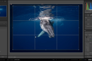 Whale Editing