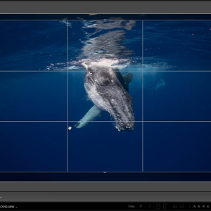 Whale Editing